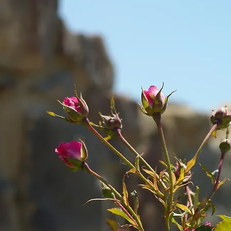 Agriturismo Casa Antheia Monteleone dʼOrvieto