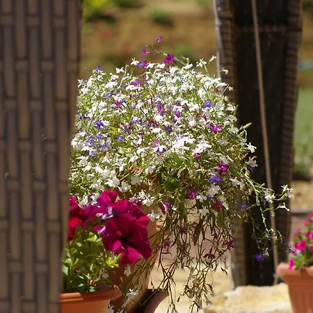 Agriturismo Casa Antheia Agroturismo